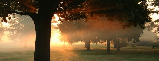 Sunrise through trees
