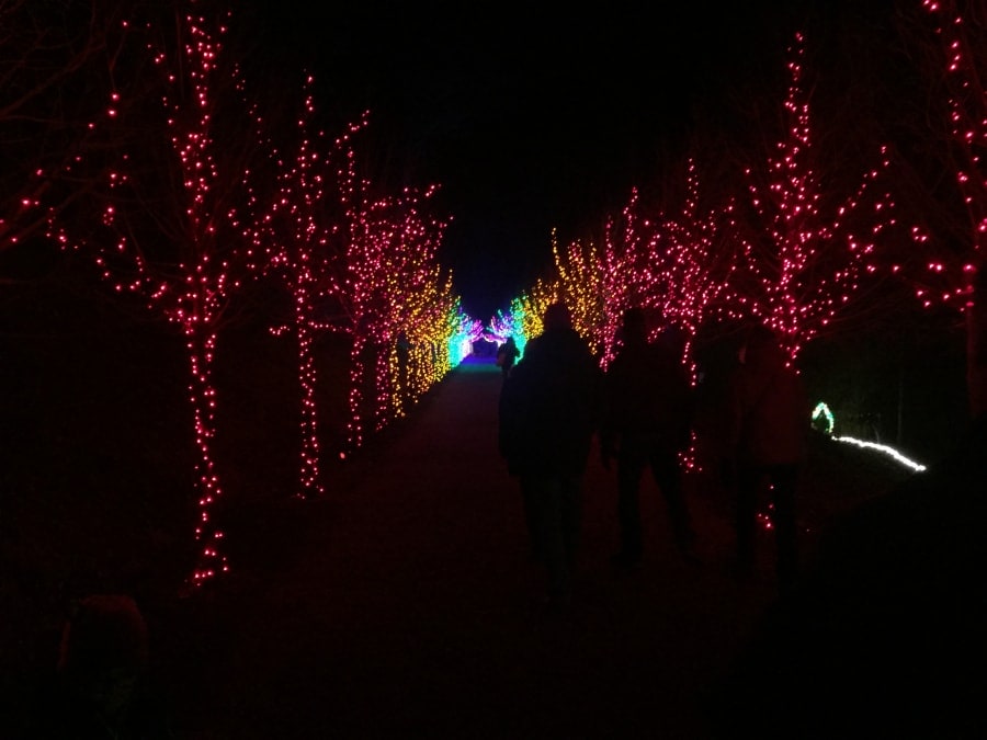 Christmas lights line a path at Naumkeag's Winterlights