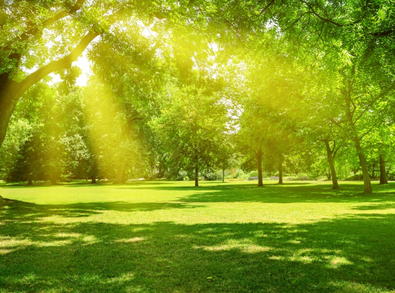 Trees and grass in evening at sunset
