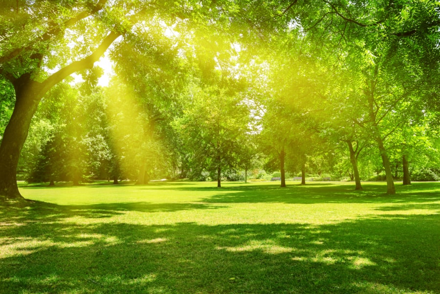 Trees and grass in evening at sunset